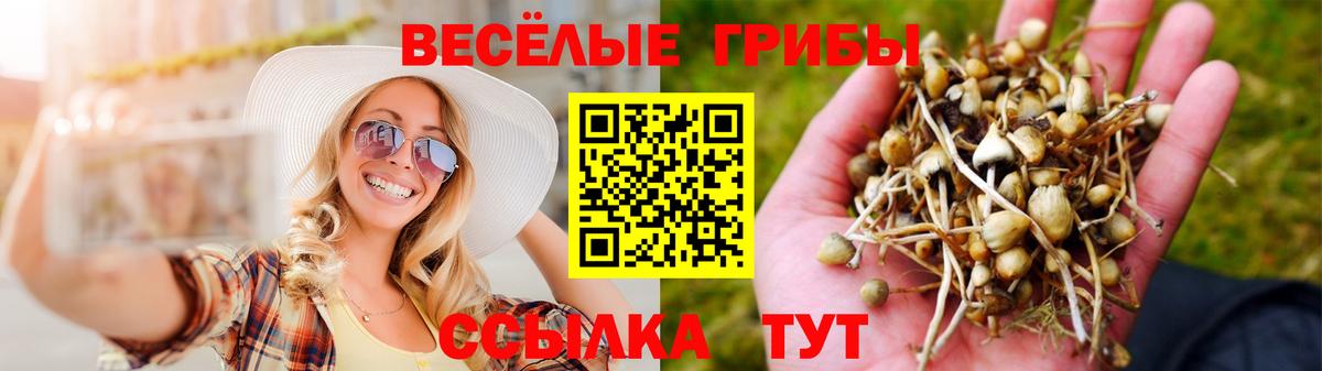 Волхов  Псилоцибиновые грибы Cubensis  наркошоп  Вход с VPN 